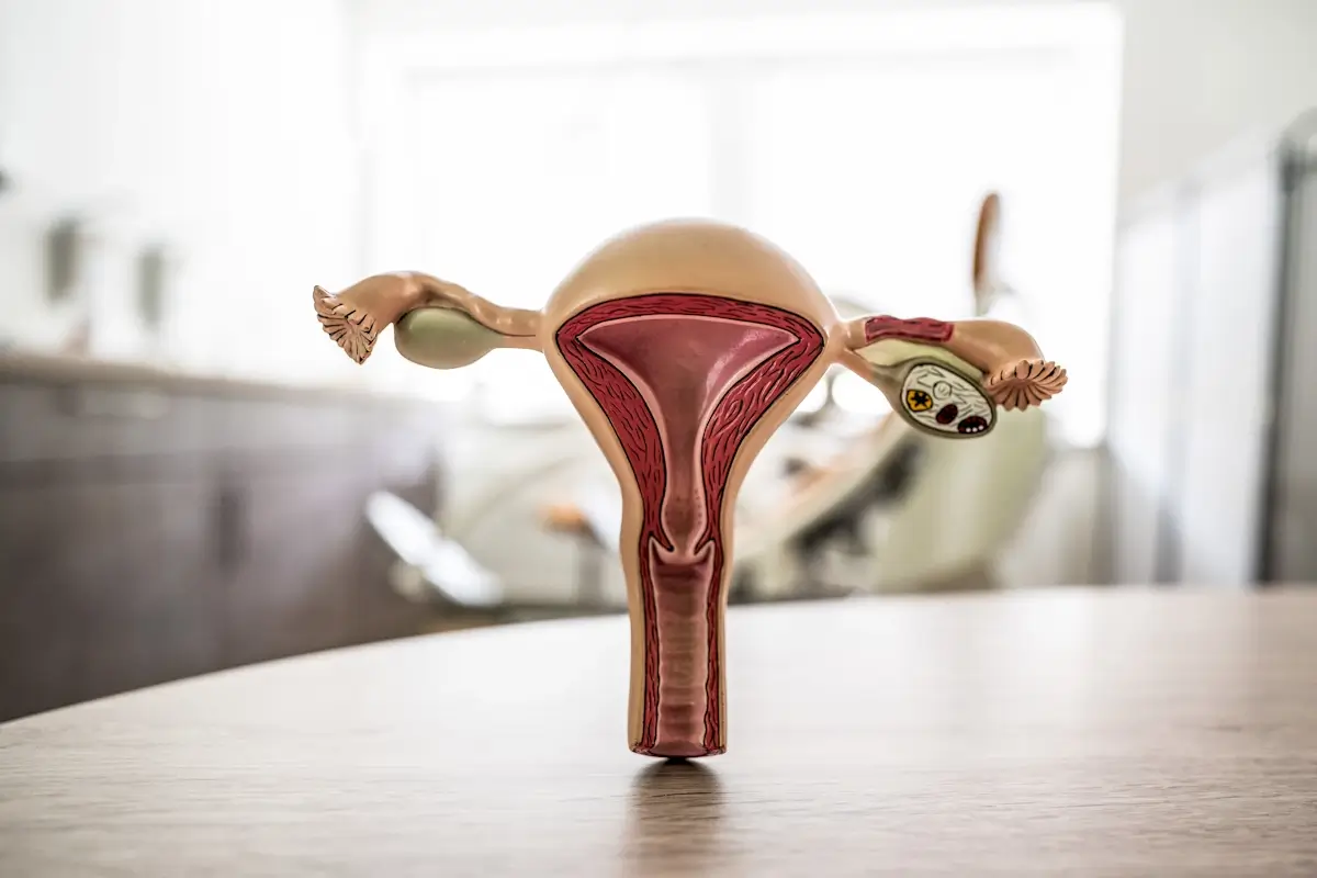 Uterusmodell
